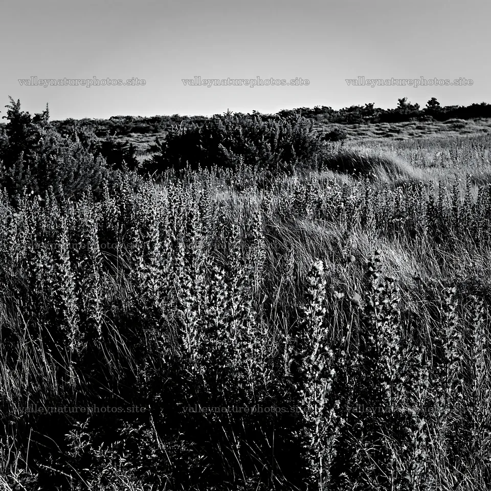 Poppy viper's-bugloss meadow with tall plants under clear sky – nature photography 7938x7938