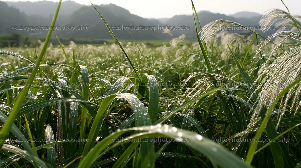 Fukui native grass meadow rain droplets in morning light – nature photography 10608x5938
