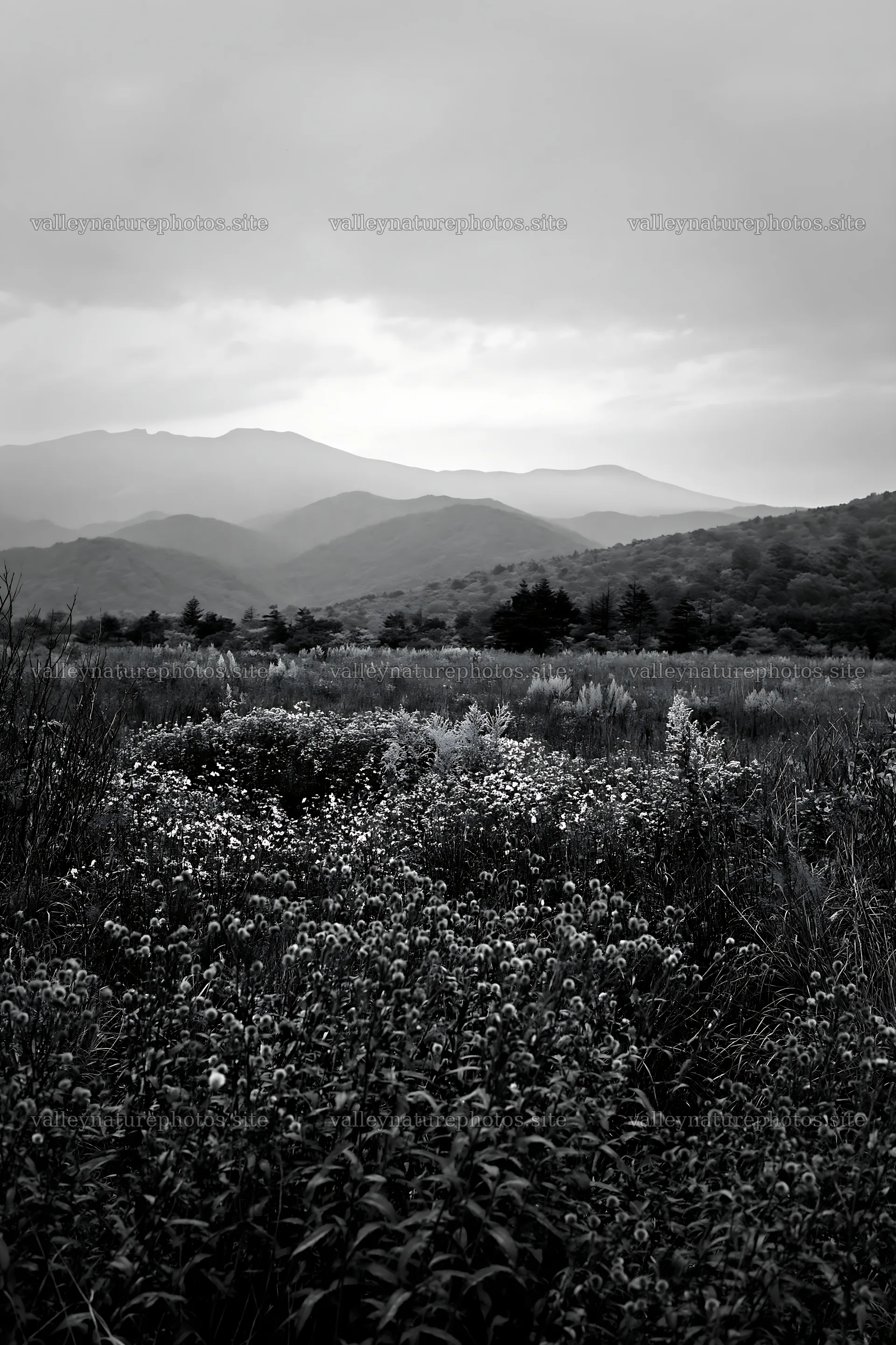 Iwate rain refreshed meadow seedhead foreground – nature photography 6480x9722