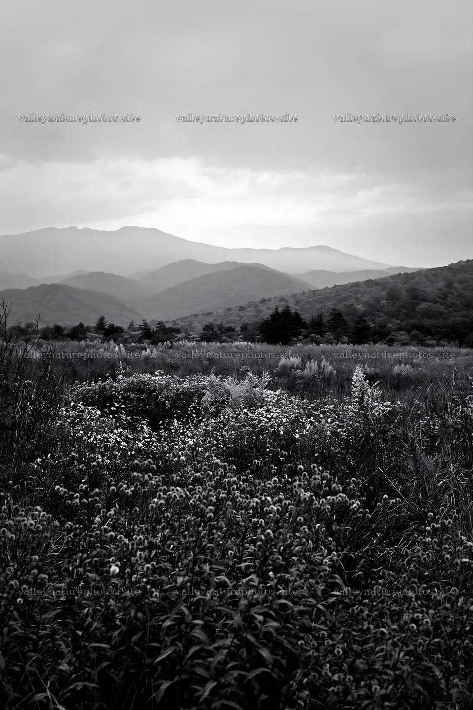Iwate rain refreshed meadow seedhead foreground – nature photography 6480x9722