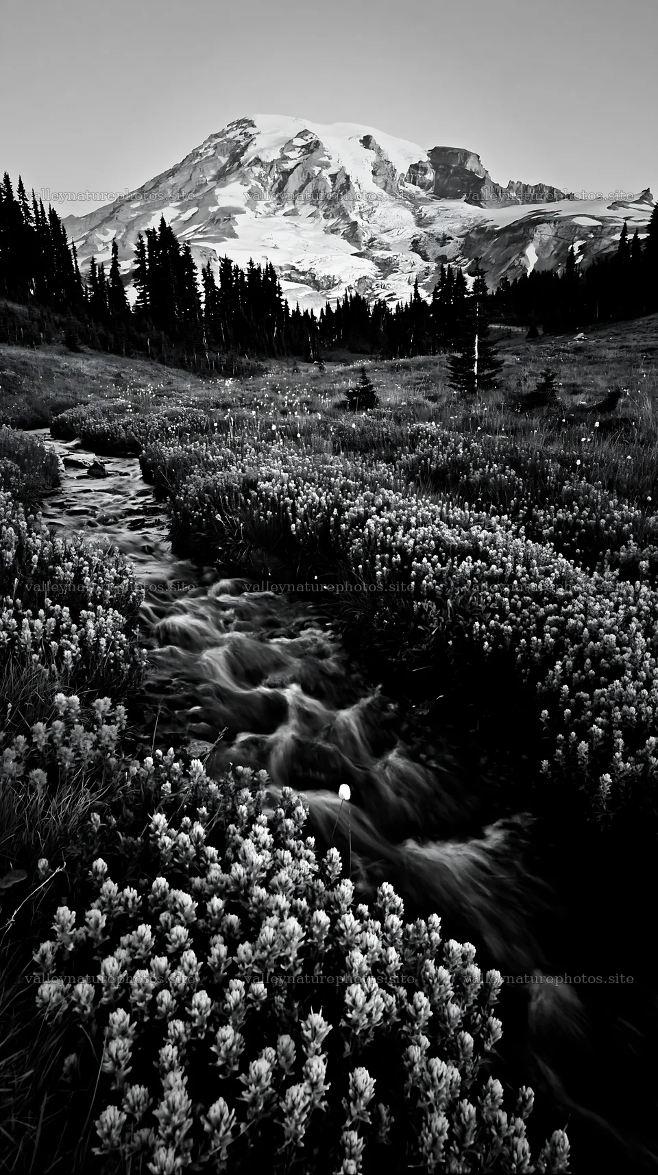 Mount Rainier wildflower meadow at sunrise – nature photography 5938x10608