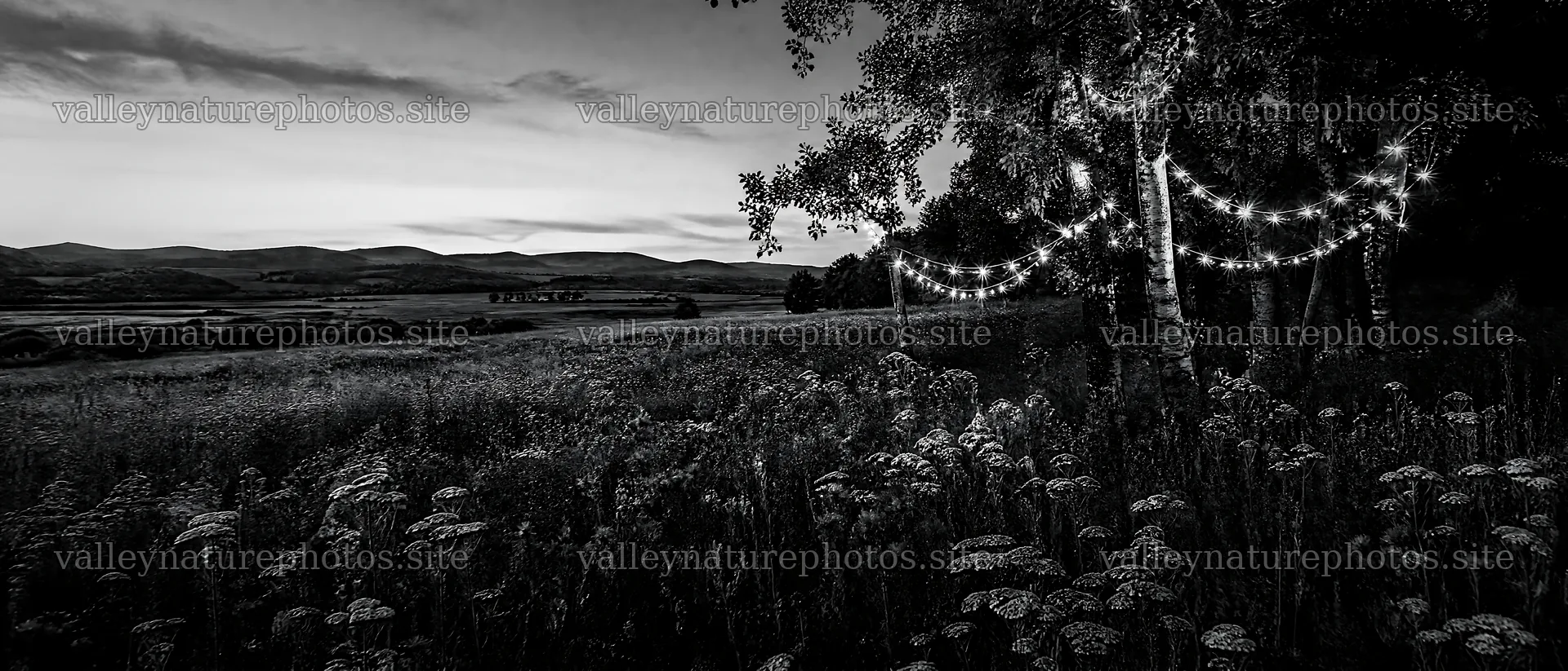Vibrant Christmas lights glowing in dusk meadow – nature photography 12124x5196