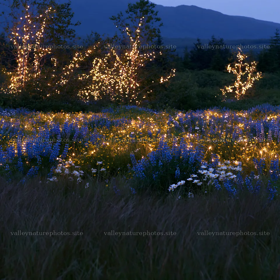 Vibrant meadow illuminated with Christmas lights at dusk – nature photography 7938x7938