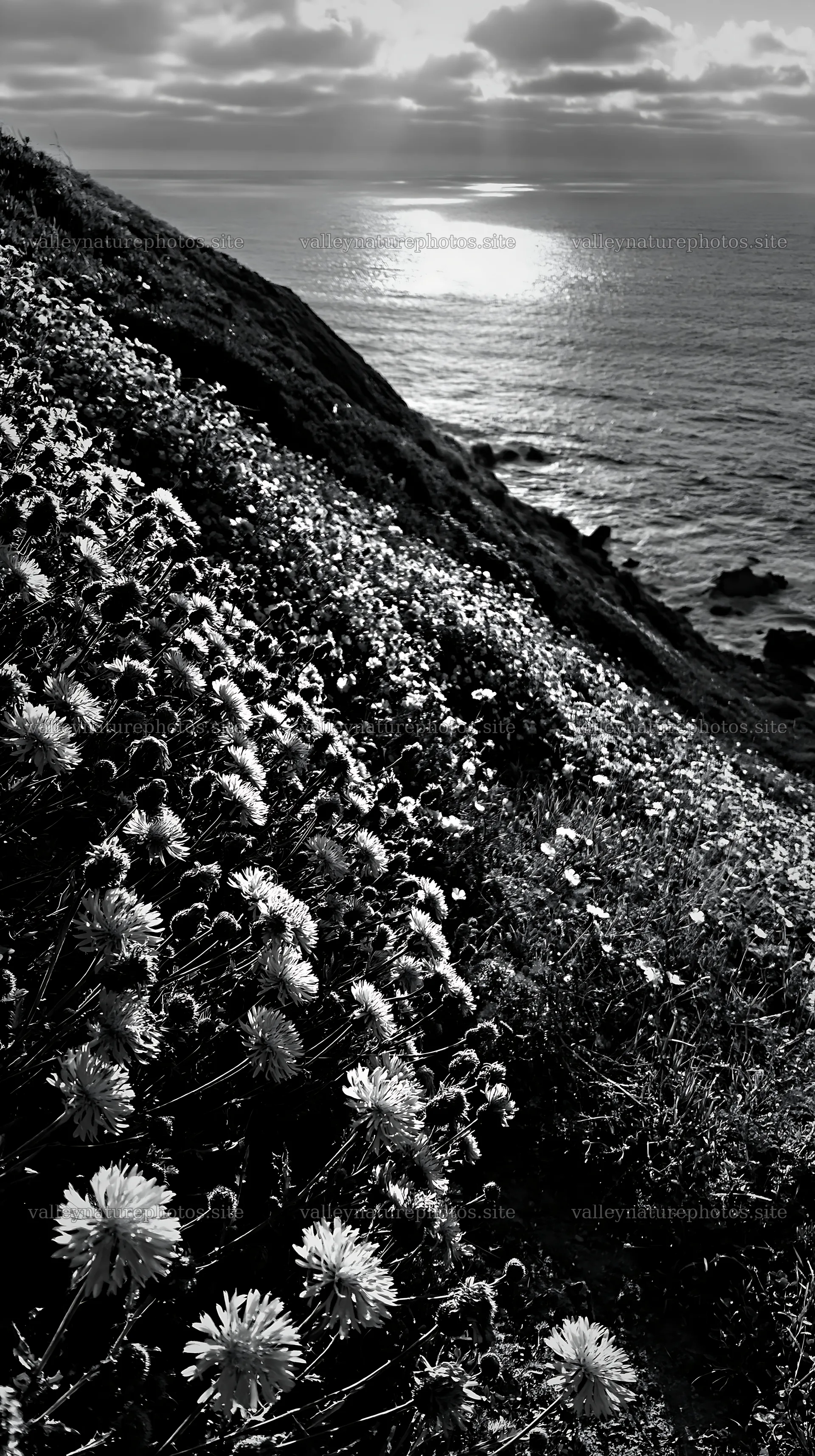 Meadow flowers on Portuguese coast overlooking Atlantic Ocean – nature photography 5938x10608