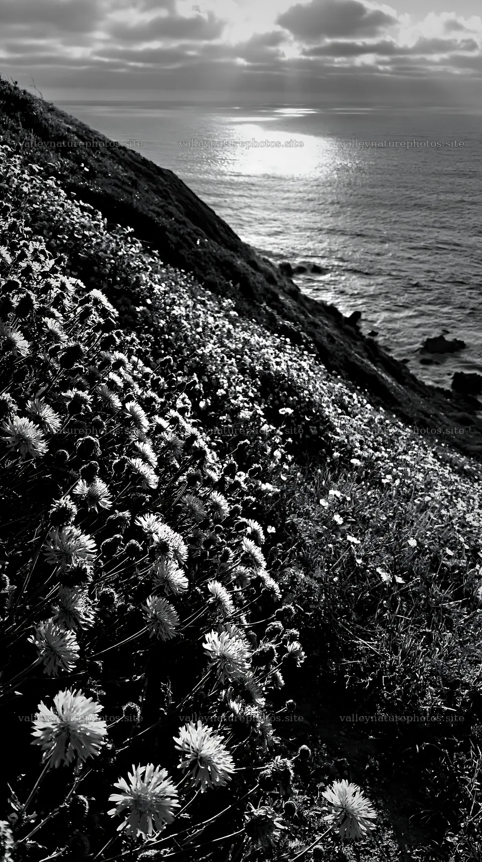 Meadow flowers on Portuguese coast overlooking Atlantic Ocean – nature photography 5938x10608