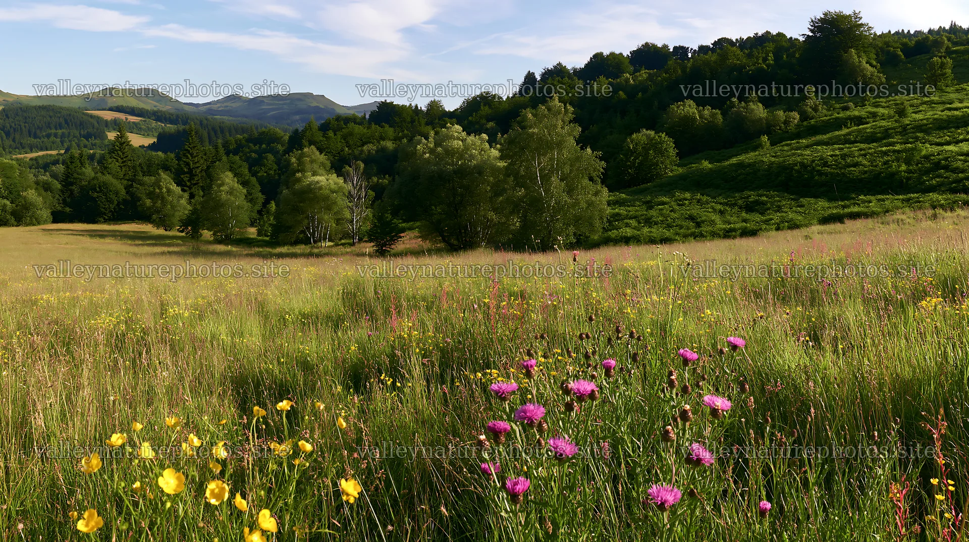 Biodiverse meadow with wildflowers in a green landscape – nature photography 10608x5938