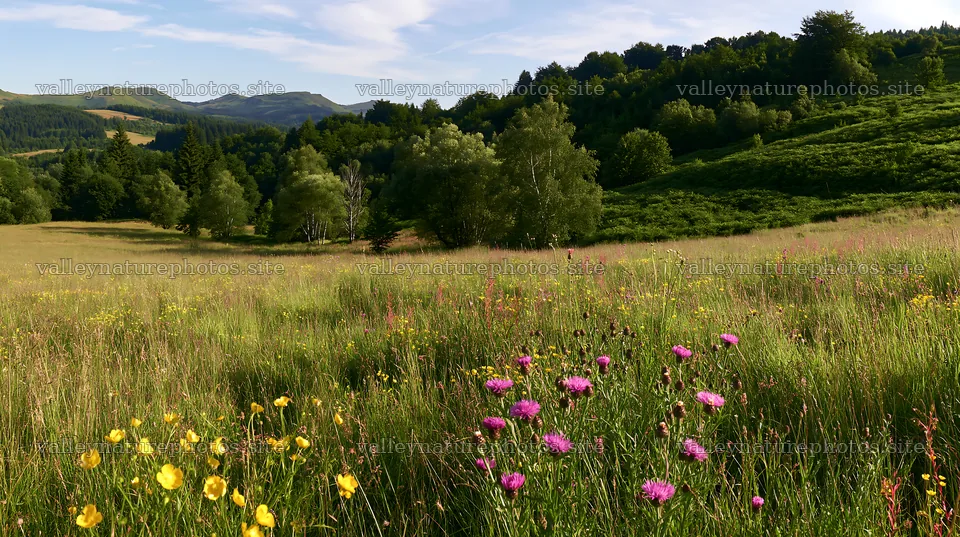 Biodiverse meadow with wildflowers in a green landscape – nature photography 10608x5938