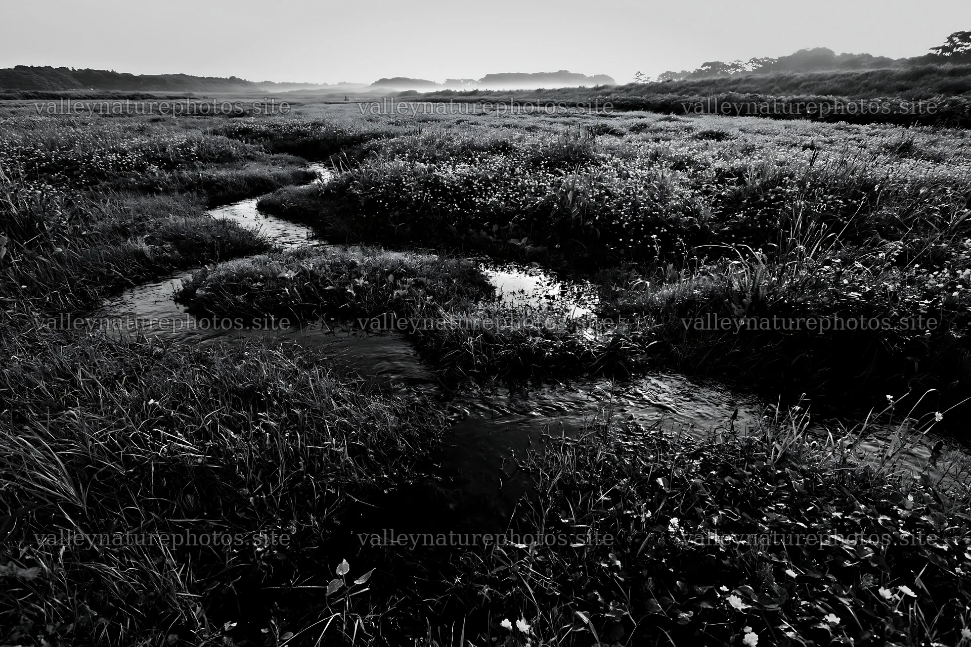 Niigata floodplain restoration meadow with dew in the foreground – nature photography 9722x6480