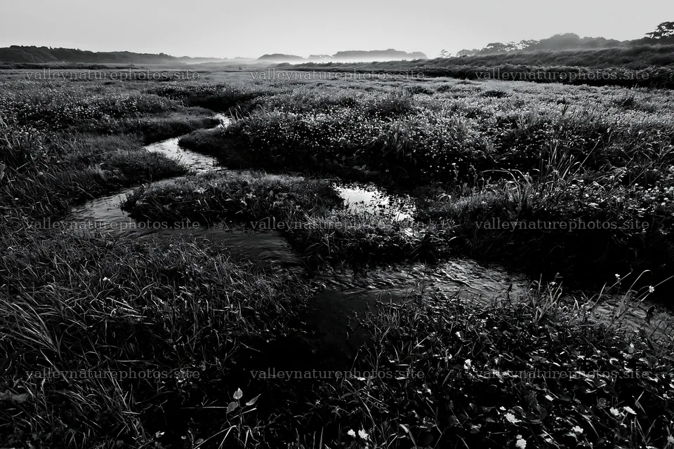 Niigata floodplain restoration meadow with dew in the foreground – nature photography 9722x6480
