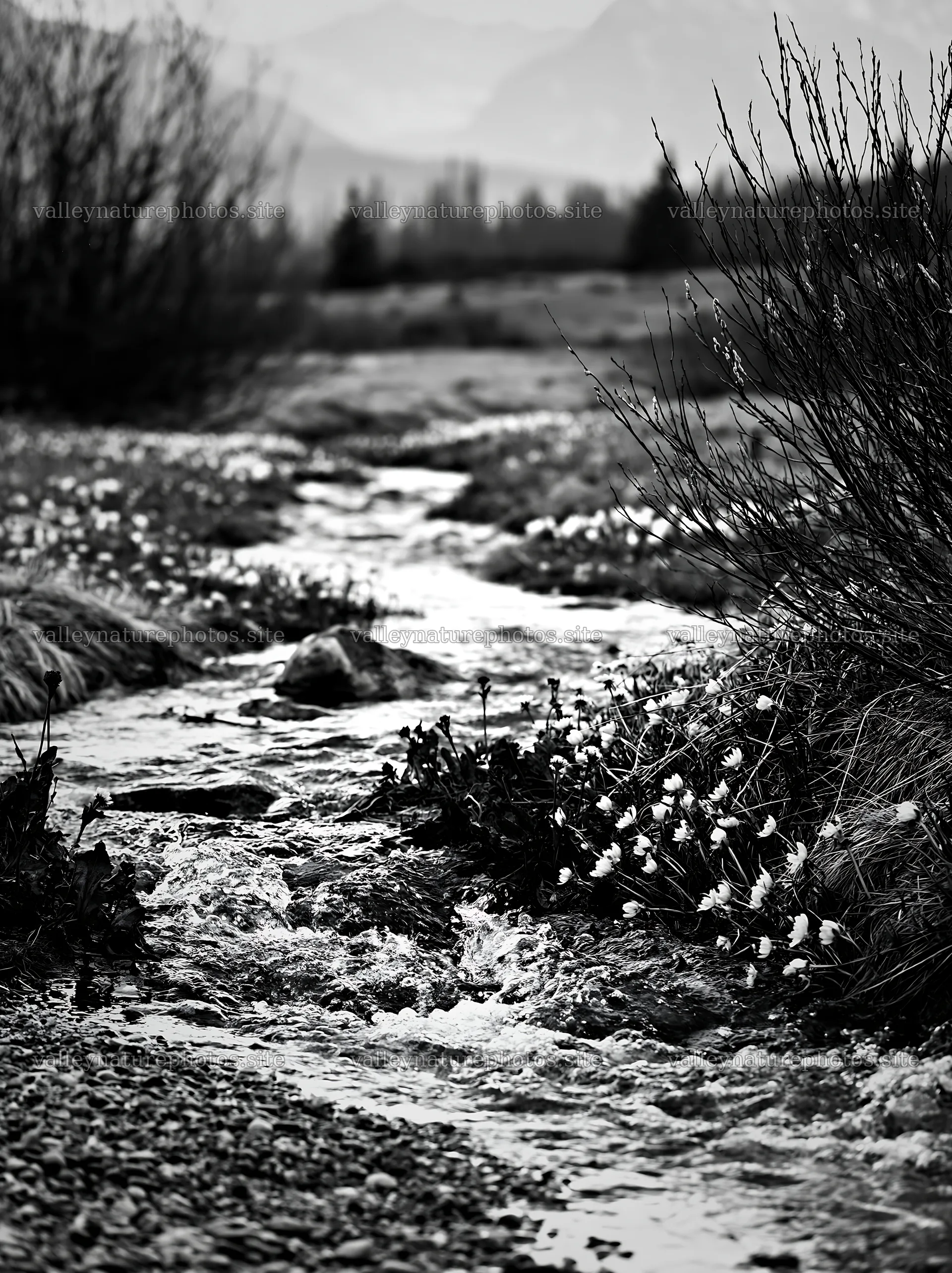 Spring snowmelt stream in Tatra mountains meadow – nature photography 6866x9174