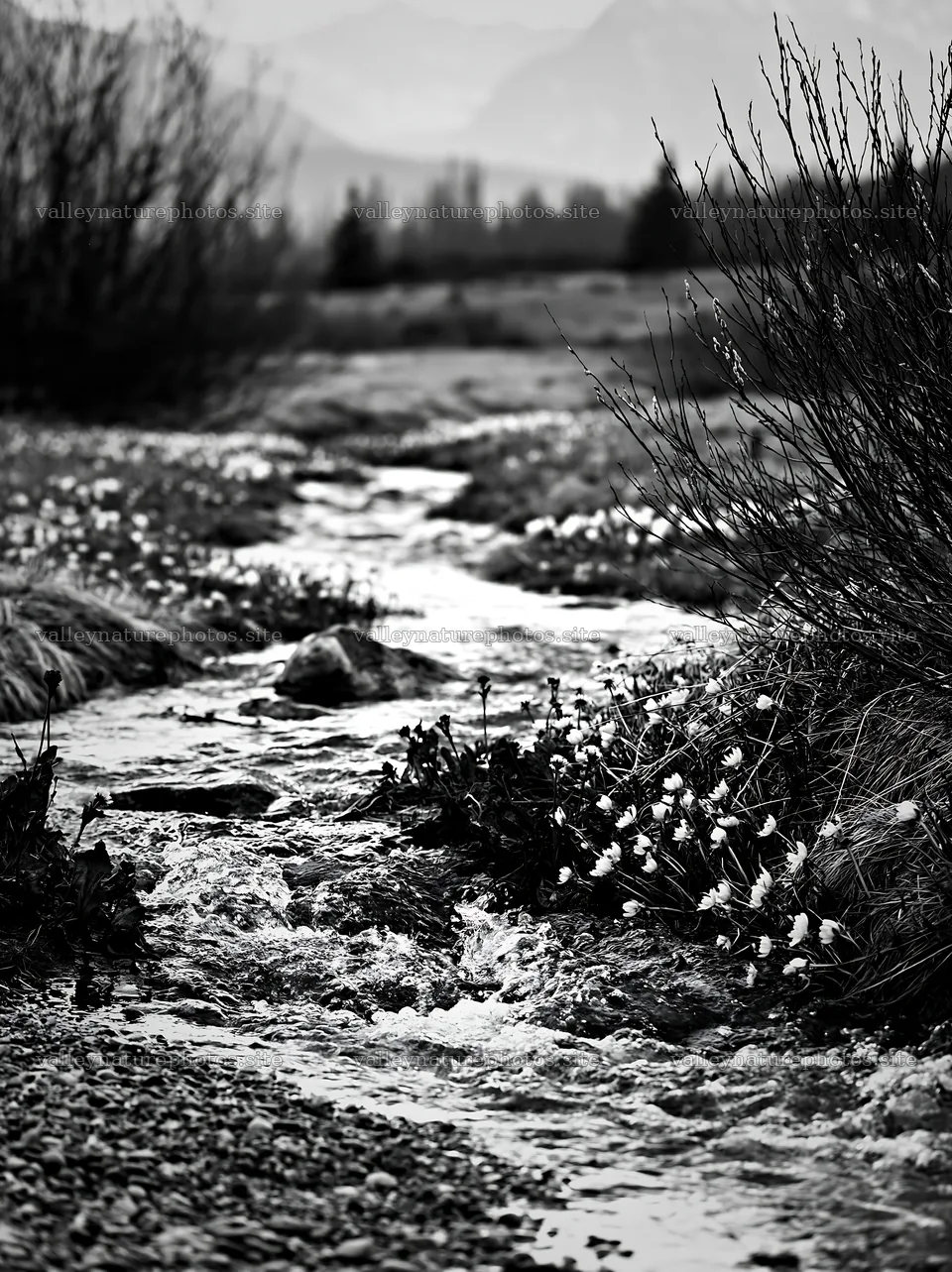 Spring snowmelt stream in Tatra mountains meadow – nature photography 6866x9174