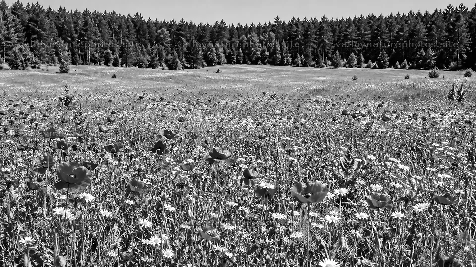 Wildflower Meadow at a Forest Edge in Monochrome – nature photography 10324x5812