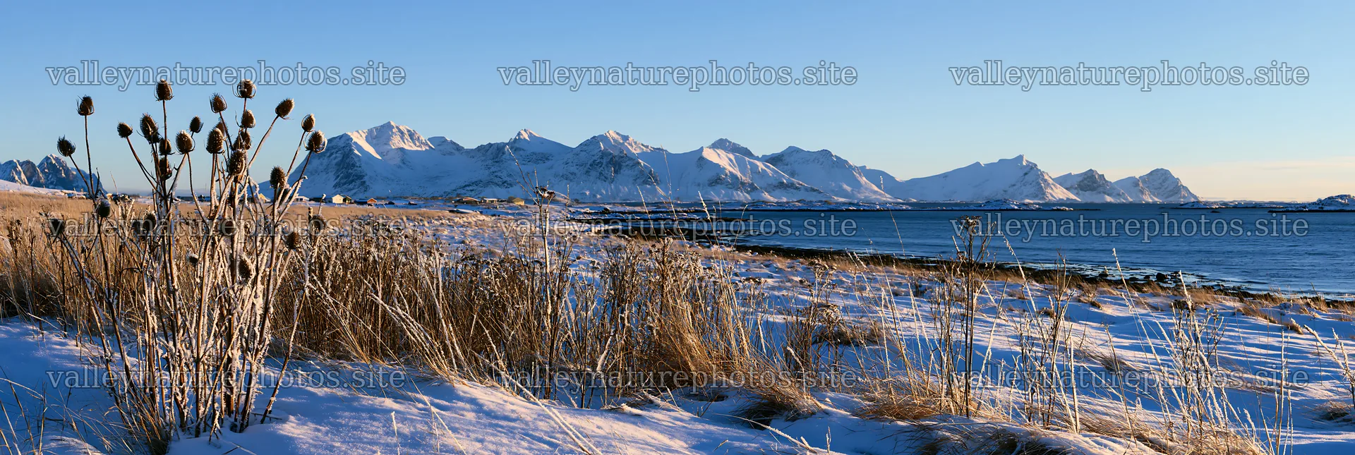 Lofoten coastal meadow winter snow under clear blue sky – nature photography 13690x4602