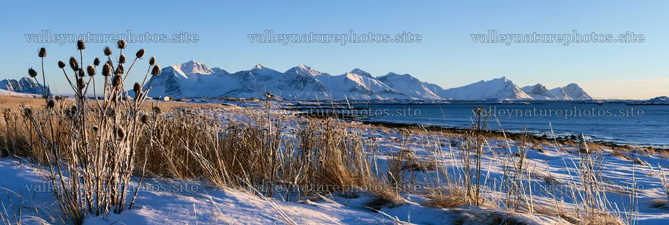 Lofoten coastal meadow winter snow under clear blue sky – nature photography 13690x4602