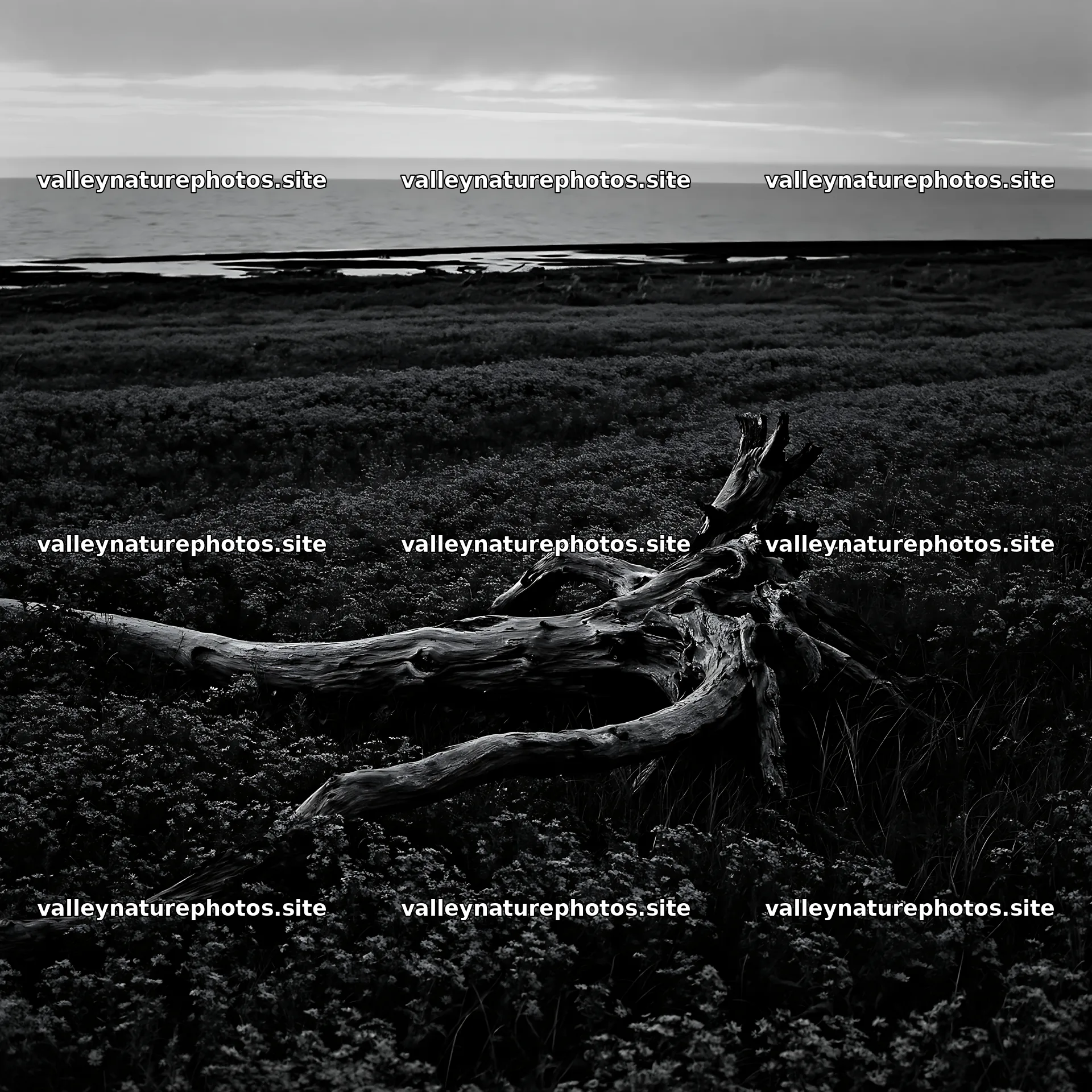 Ishikawa coastal meadow storm washed driftwood in the landscape – nature photography 7938x7938
