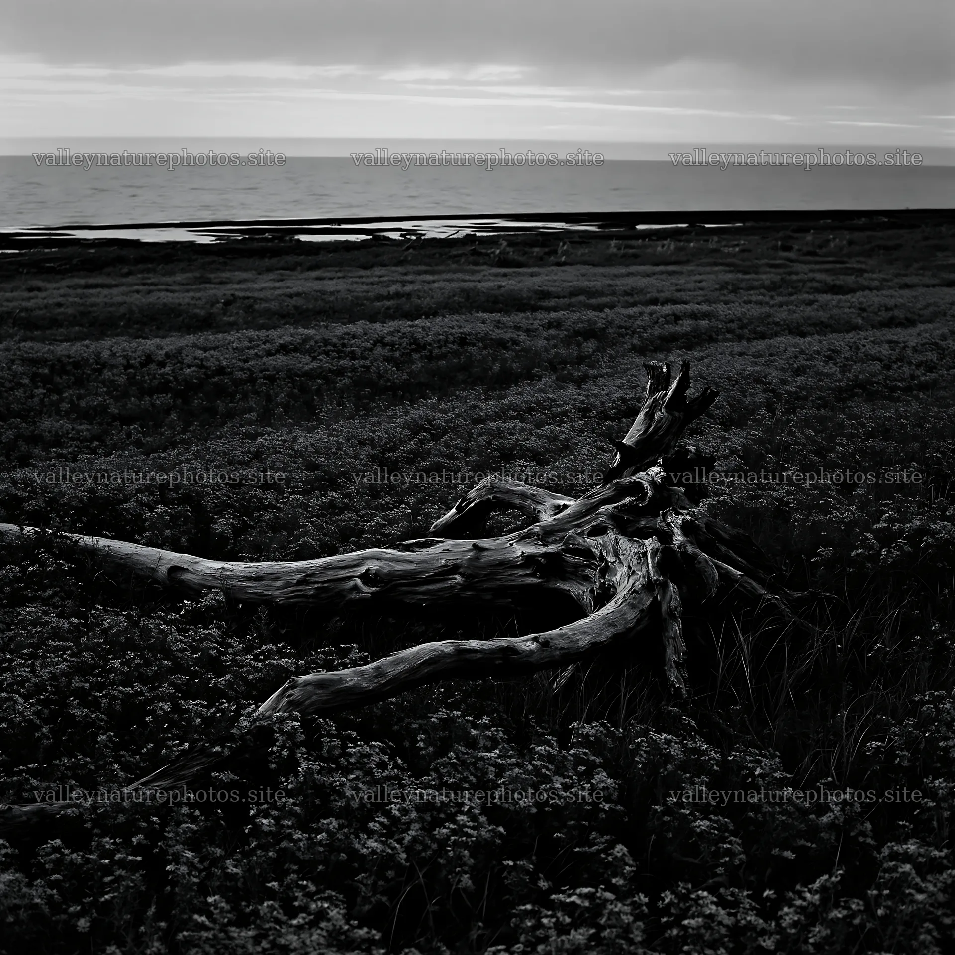 Ishikawa coastal meadow storm washed driftwood in the landscape – nature photography 7938x7938