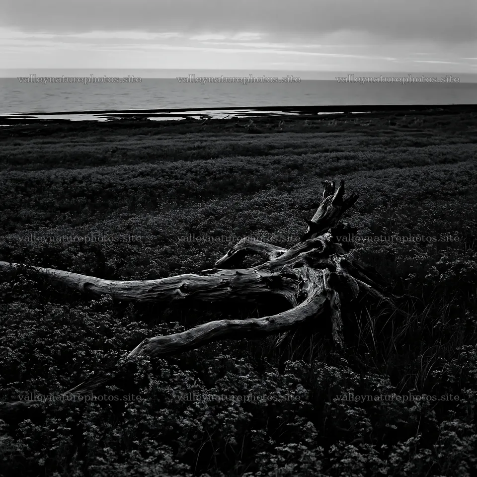 Ishikawa coastal meadow storm washed driftwood in the landscape – nature photography 7938x7938