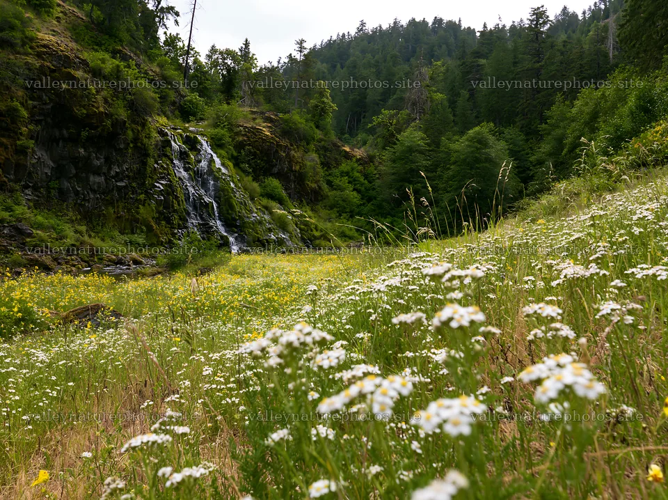 Wildflower meadow beside a cascade in the forest – nature photography 9174x6866