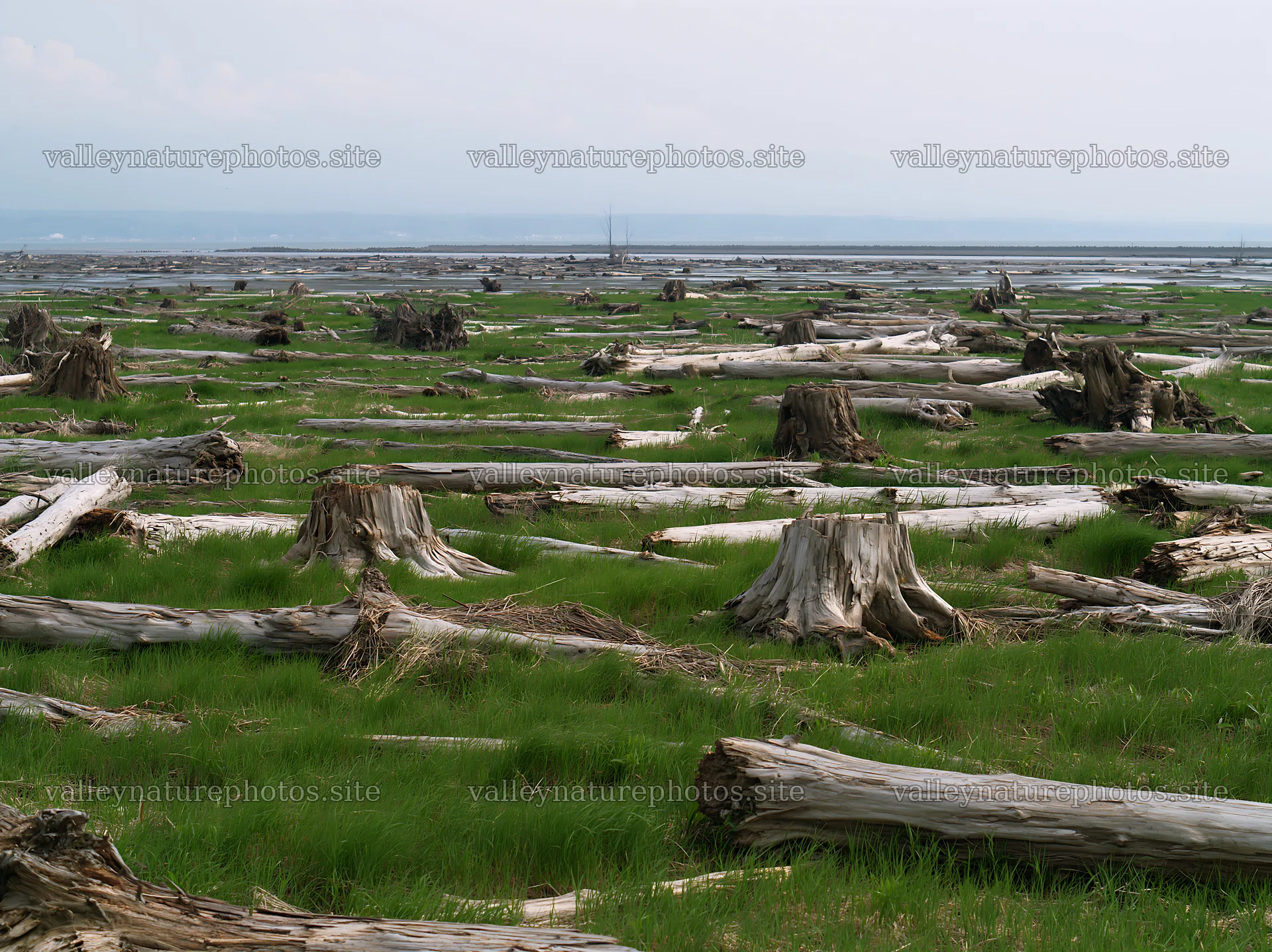 Ishikawa coastal meadow with storm washed driftwood – nature photography 9174x6866