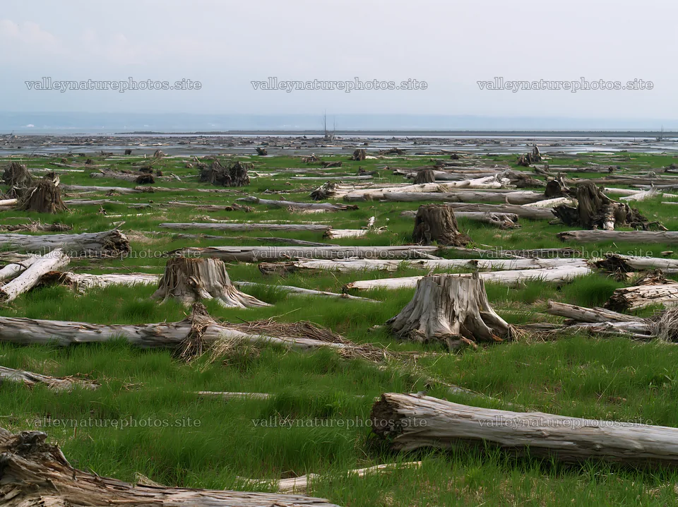 Ishikawa coastal meadow with storm washed driftwood – nature photography 9174x6866