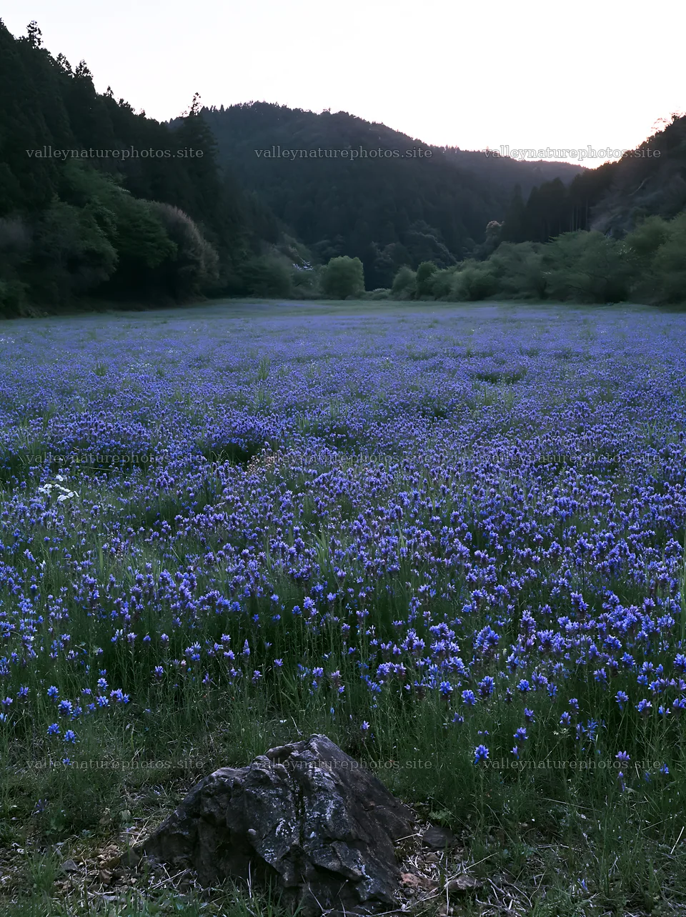 Spring wildflower meadow in Kyoto with stone foreground – nature photography 6866x9174