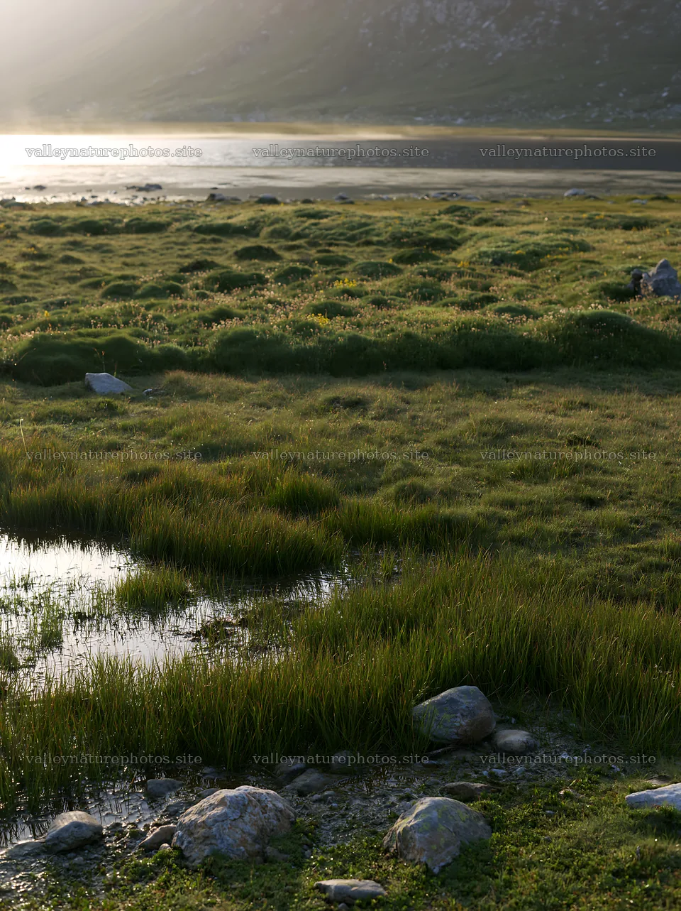 Regenerative meadow with water pools at sunset – nature photography 6866x9174