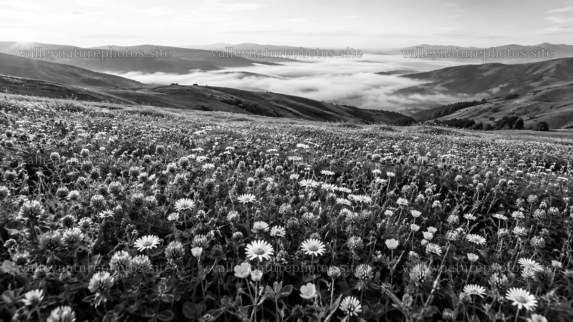 Black and White Hills Above a Flower Meadow – nature photography 10324x5812