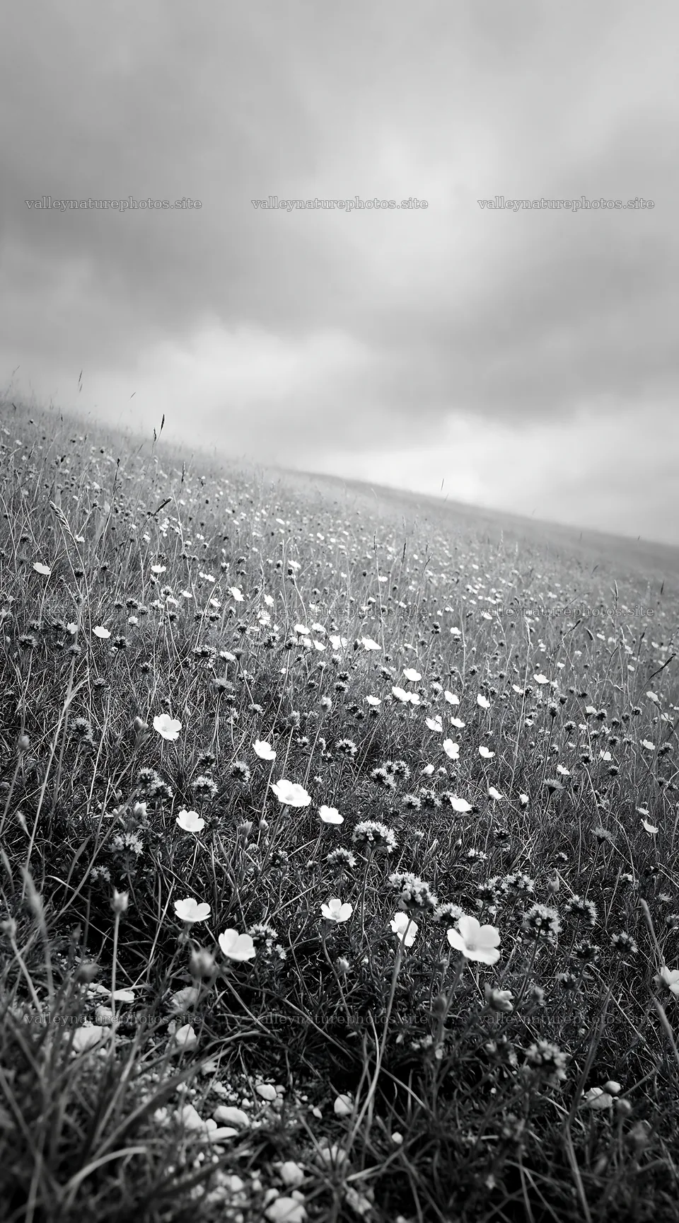 Cloudy dry flower meadow under overcast sky – nature photography 5916x10648