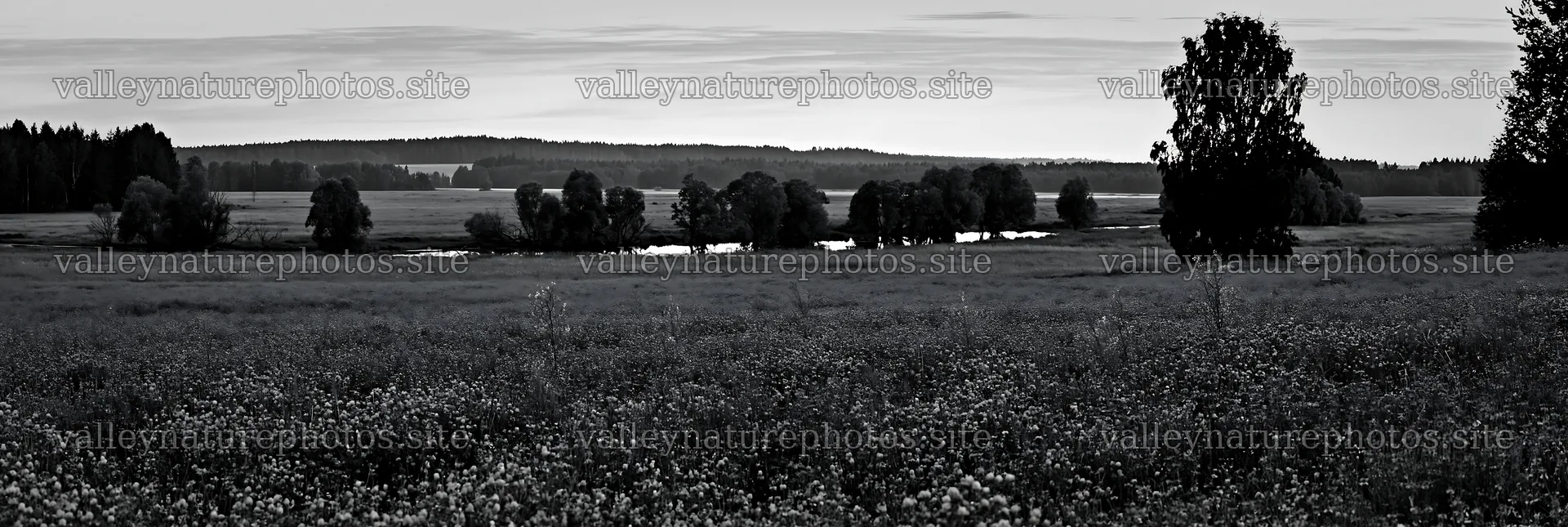 Clover and cornflower meadow in black and white landscape – nature photography 13690x4602