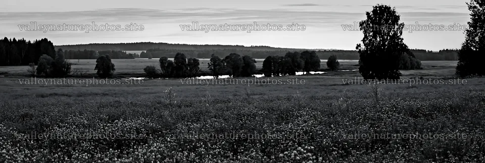 Clover and cornflower meadow in black and white landscape – nature photography 13690x4602