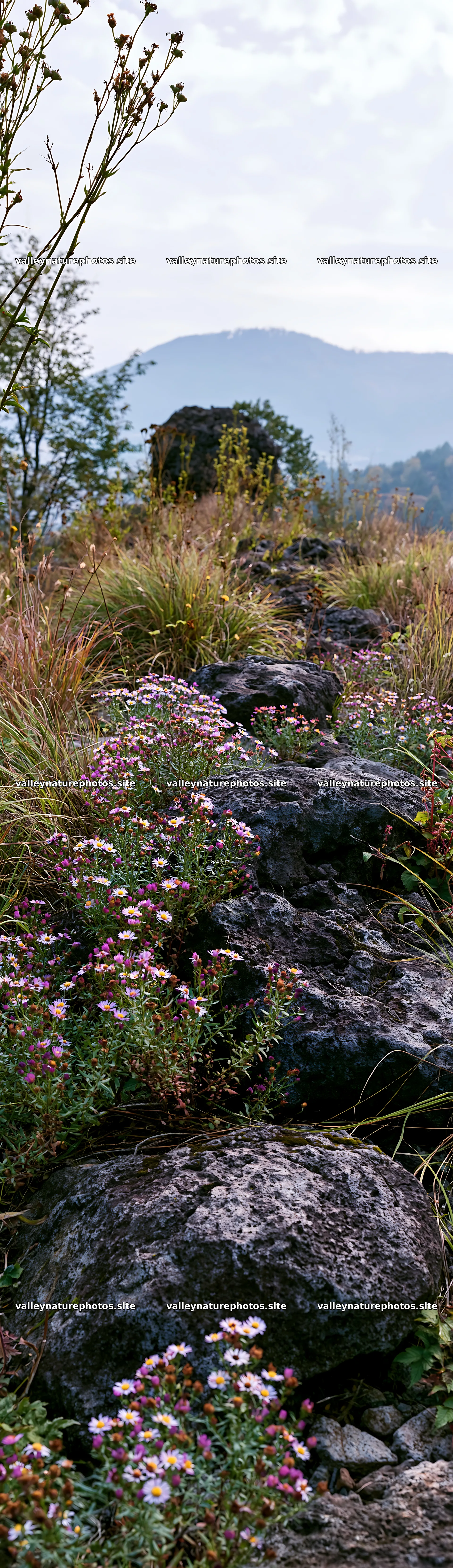 Yamanashi regenerative meadow with basalt stones and flowers – nature photography 4268x14762