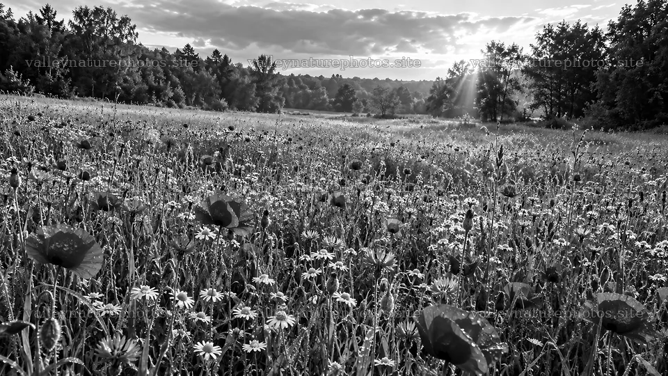 Backlit Wildflower Meadow in a Forest Clearing – nature photography 10324x5812