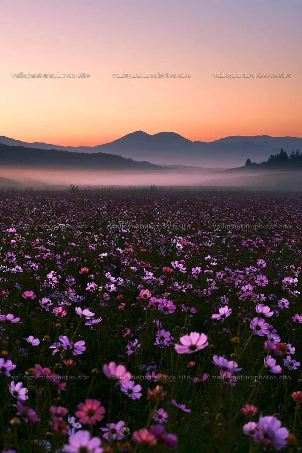 Colorful cosmos meadow with misty mountains at sunset – nature photography 6480x9722