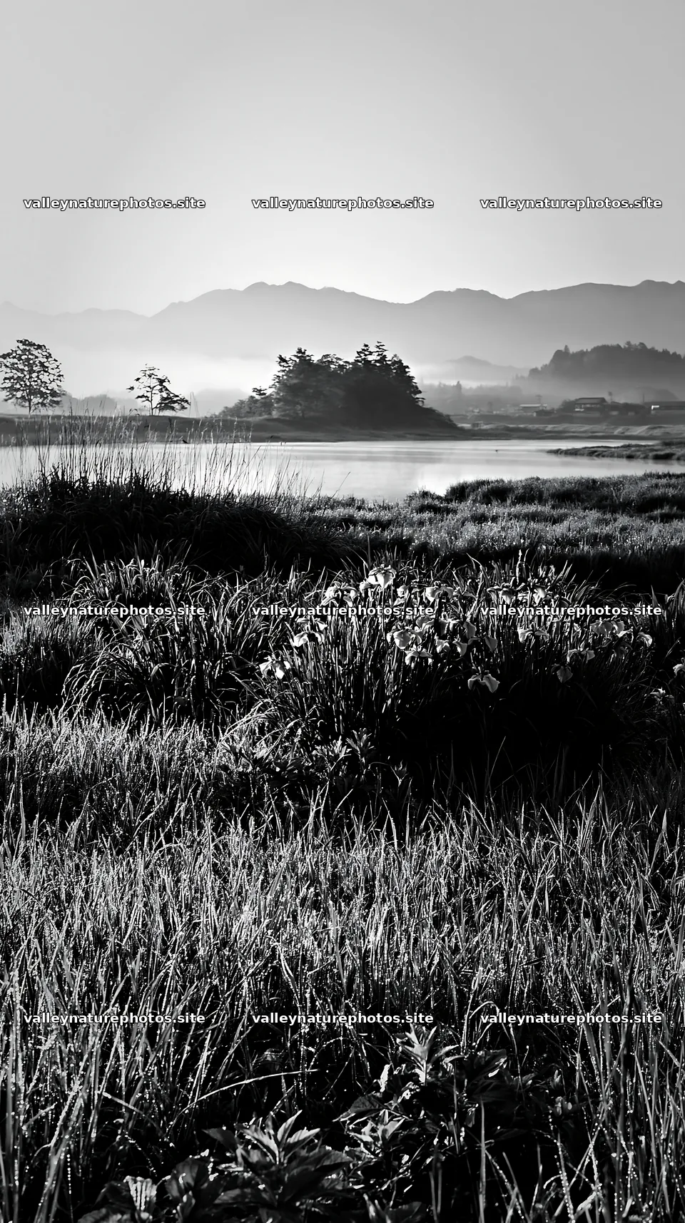 Niigata floodplain restoration meadow dew foreground – nature photography 5938x10608