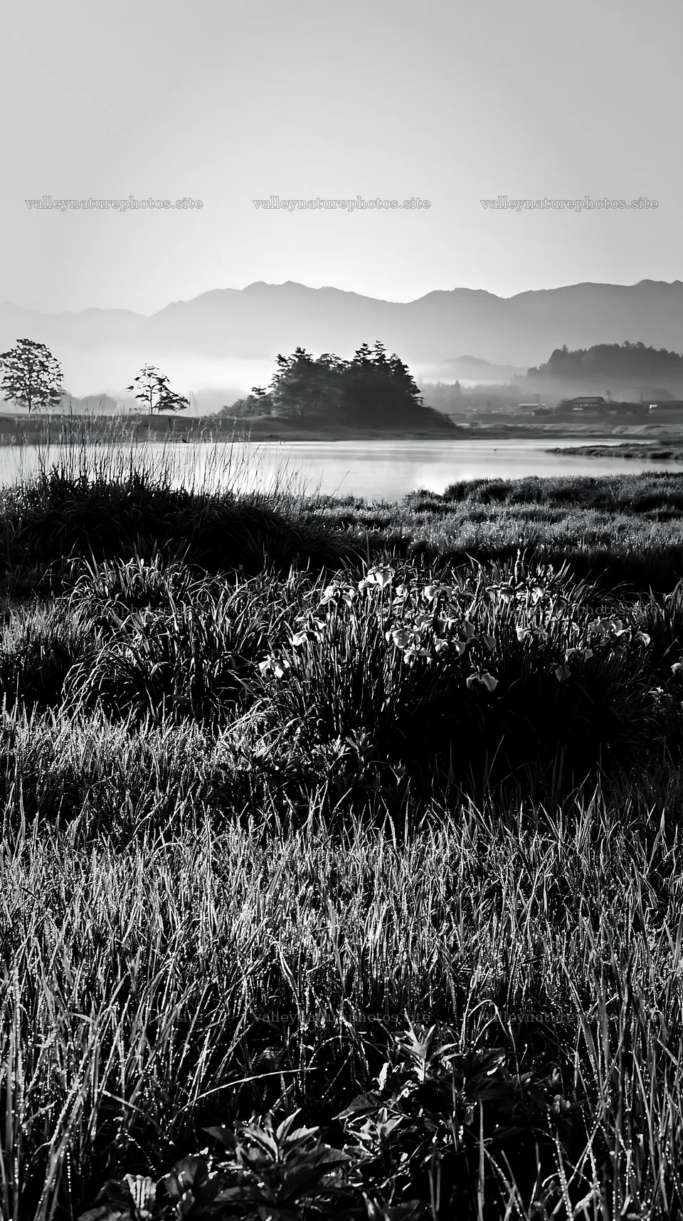 Niigata floodplain restoration meadow dew foreground – nature photography 5938x10608