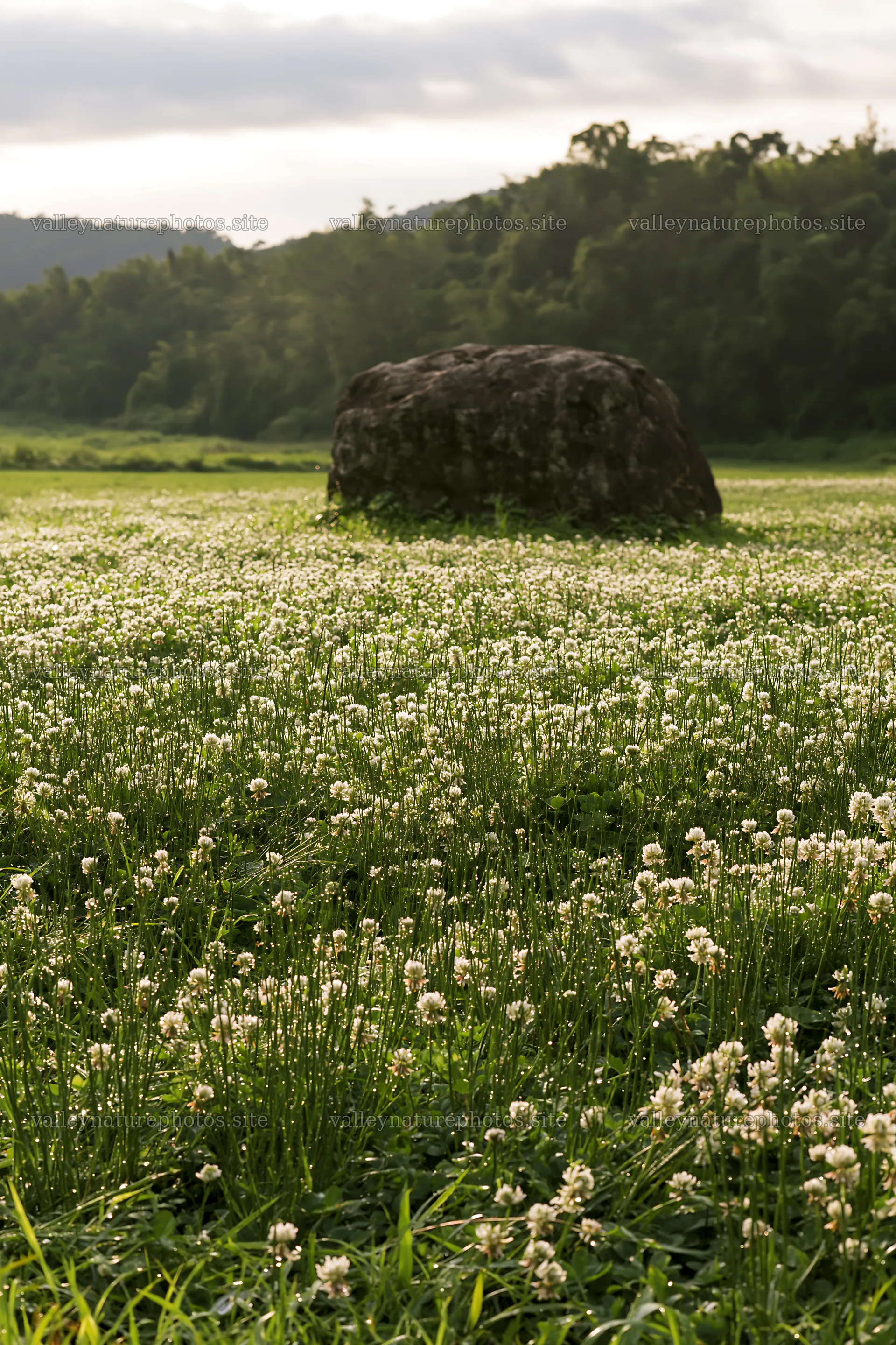 Yamaguchi limestone meadow with pale boulder and flowers – nature photography 6480x9722