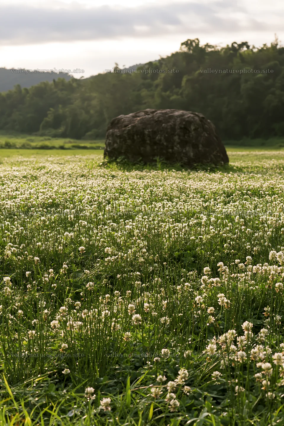 Yamaguchi limestone meadow with pale boulder and flowers – nature photography 6480x9722