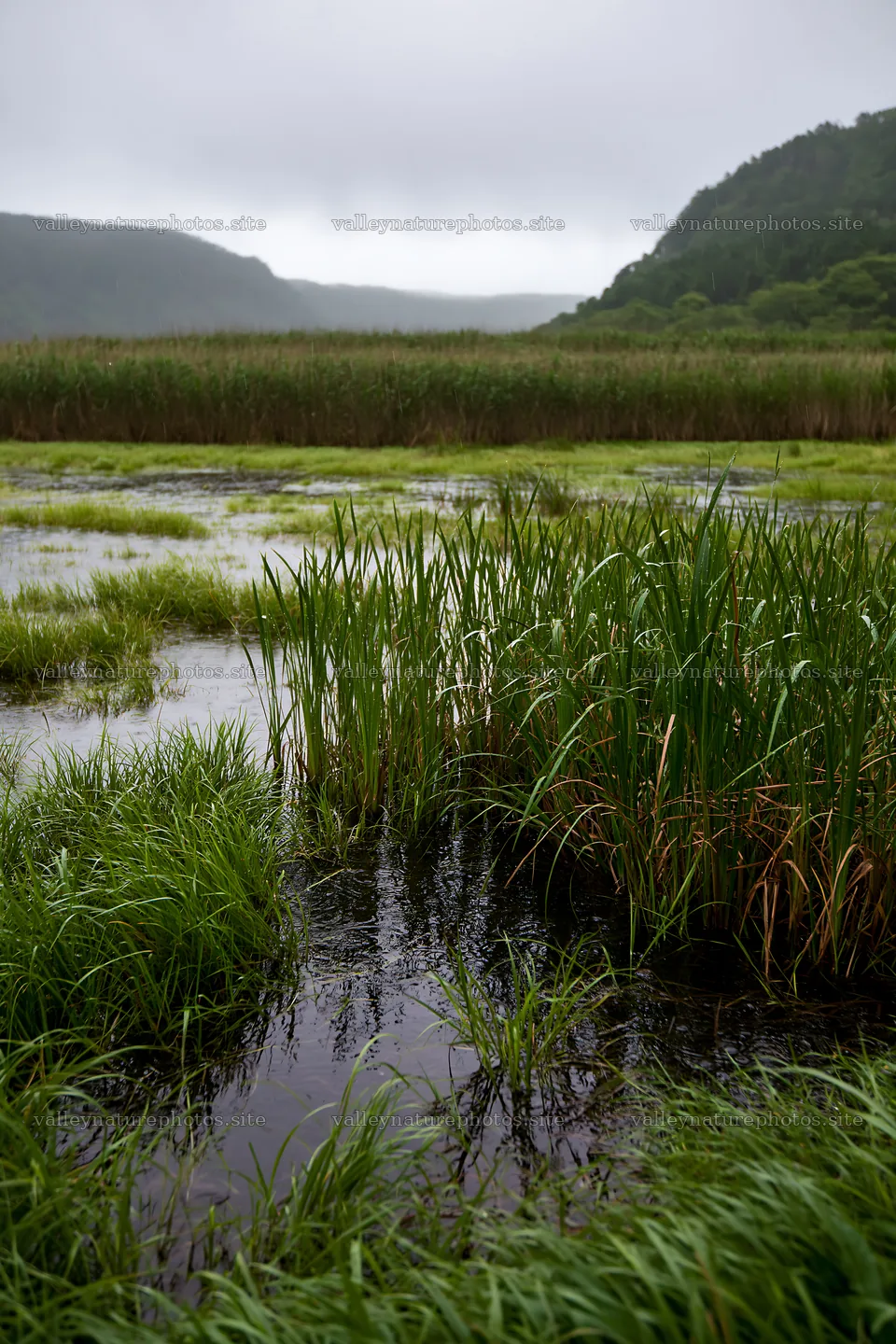 Shiga wetland meadow climate adaptation reeds in a natural setting – nature photography 6480x9722