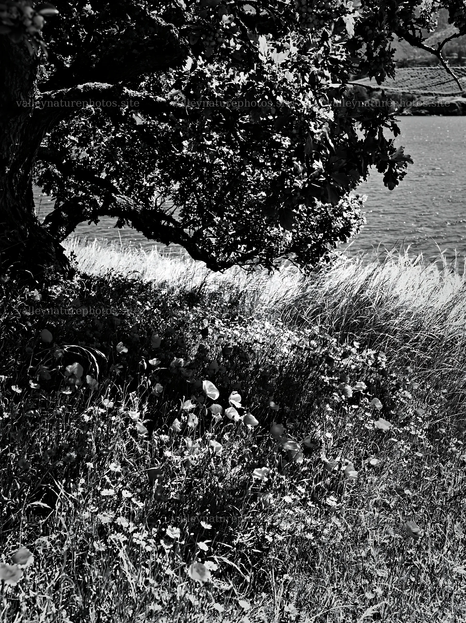 Lakeside orchard meadow with tree and grass – nature photography 6866x9174