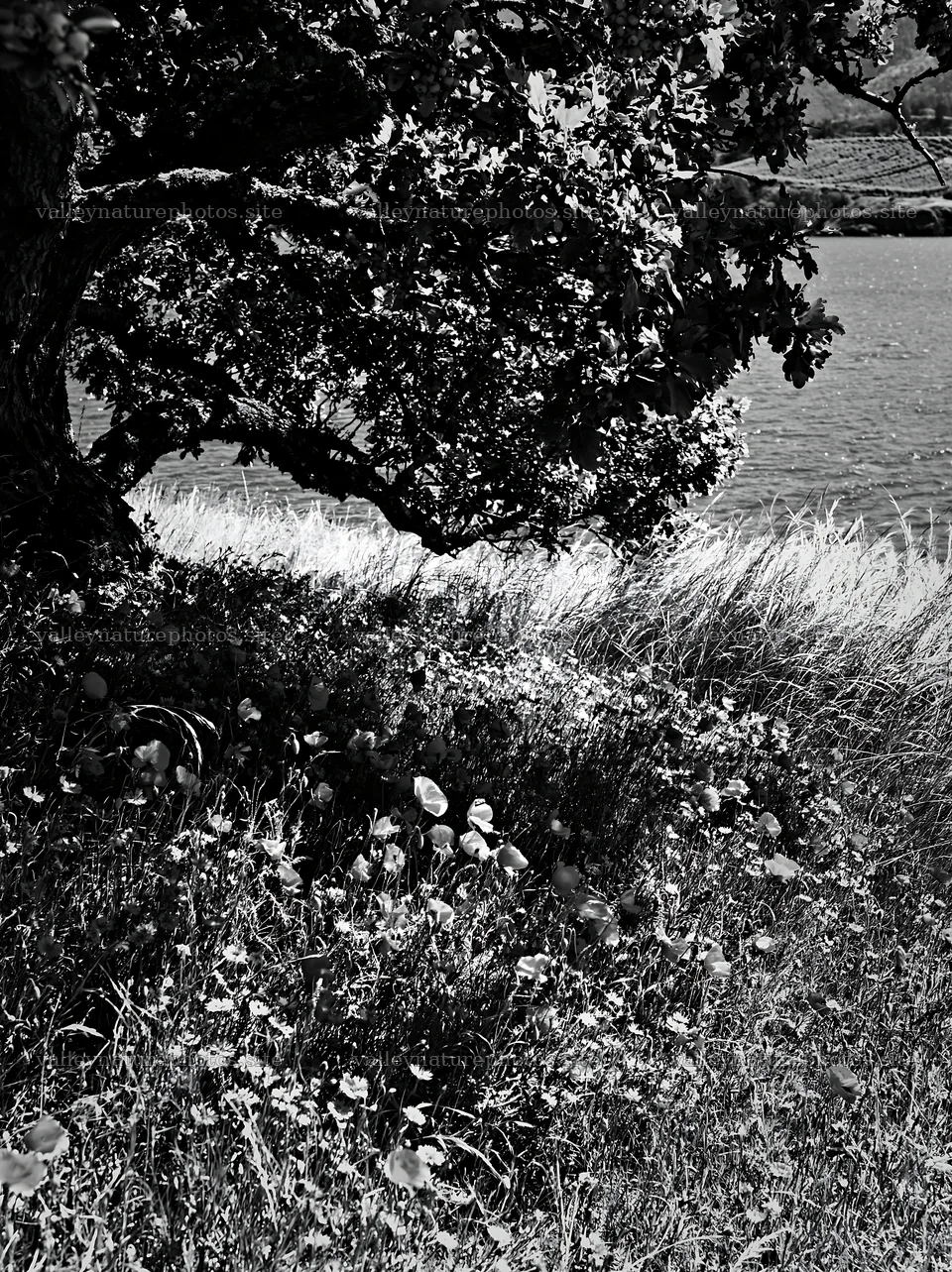 Lakeside orchard meadow with tree and grass – nature photography 6866x9174