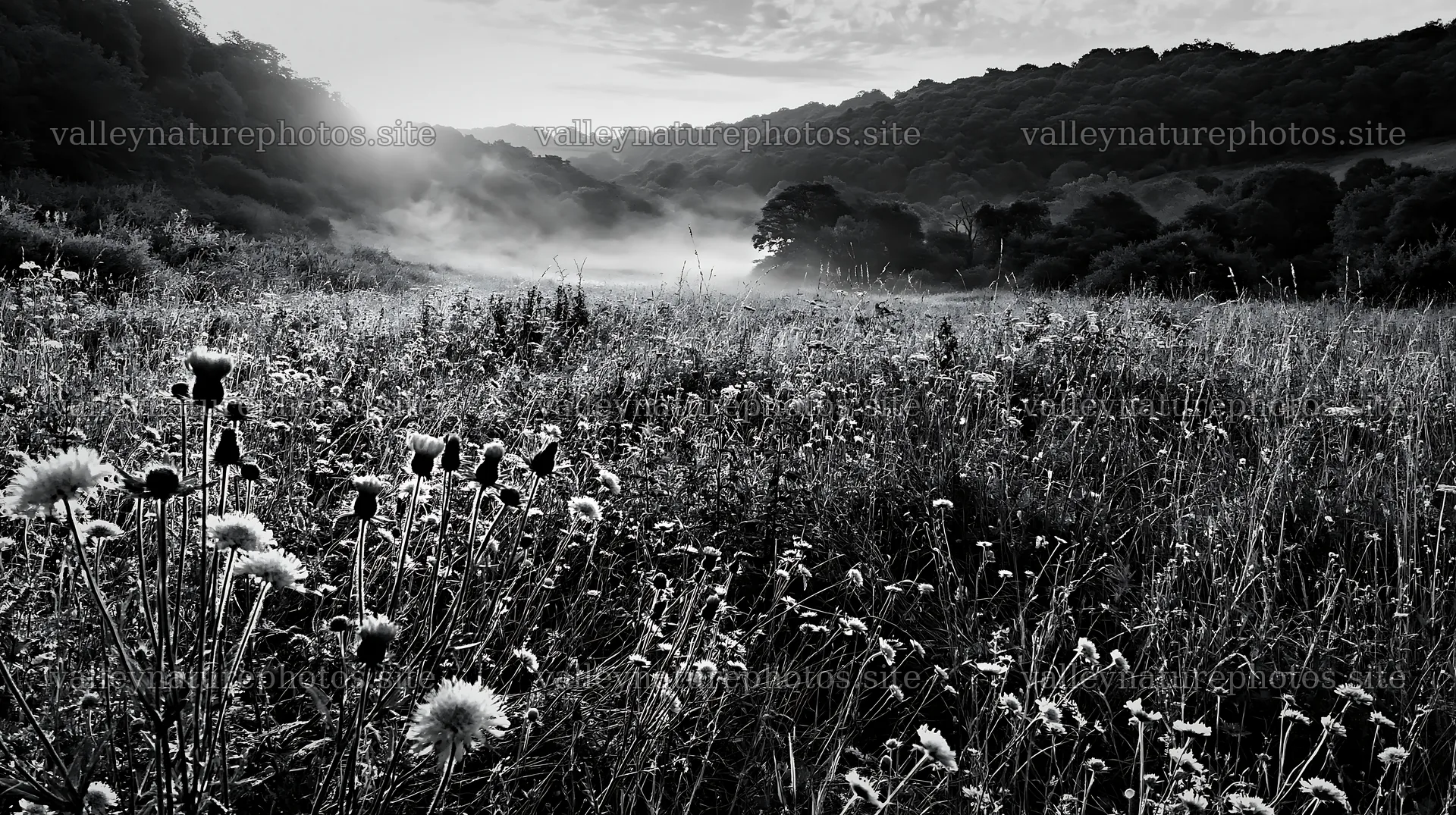 Meadow with knapweed at sunrise in a misty landscape – nature photography 10608x5938