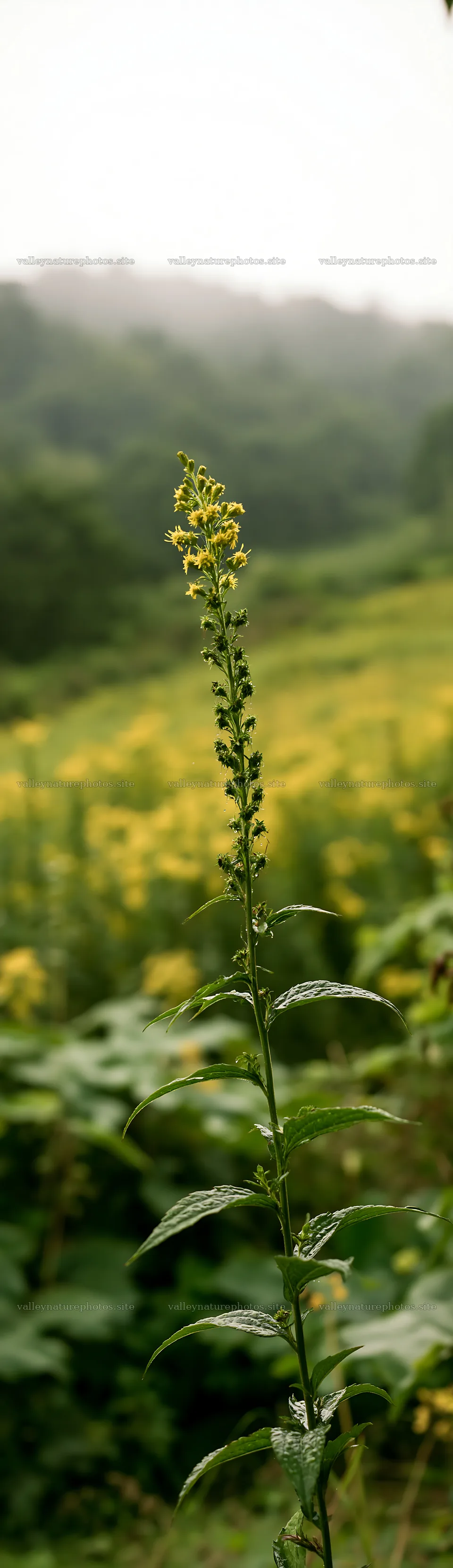 Iwate meadow with seedhead in foreground after rain – nature photography 4268x14762