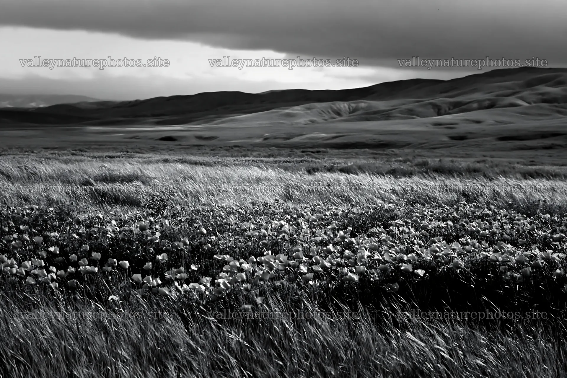 Cloudy foothill meadow with flowers in black and white – nature photography 9722x6480