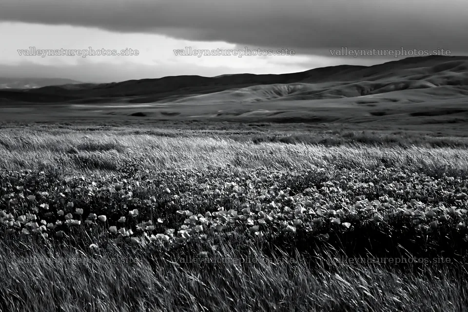 Cloudy foothill meadow with flowers in black and white – nature photography 9722x6480