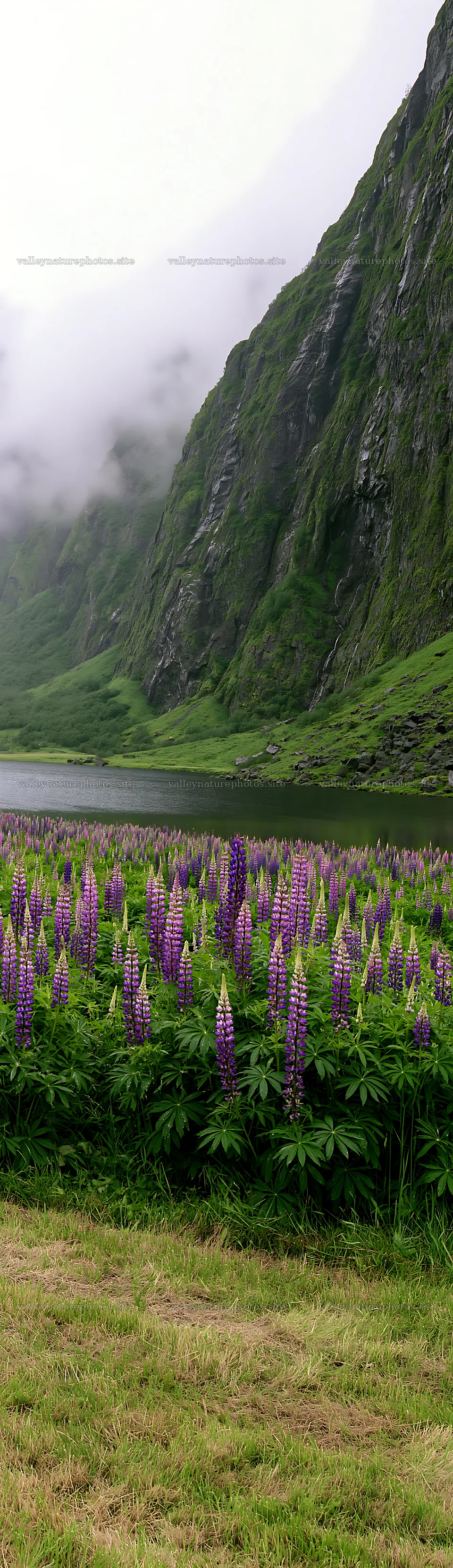 Lupin meadow in foreground near lake and mountains – nature photography 4268x14762