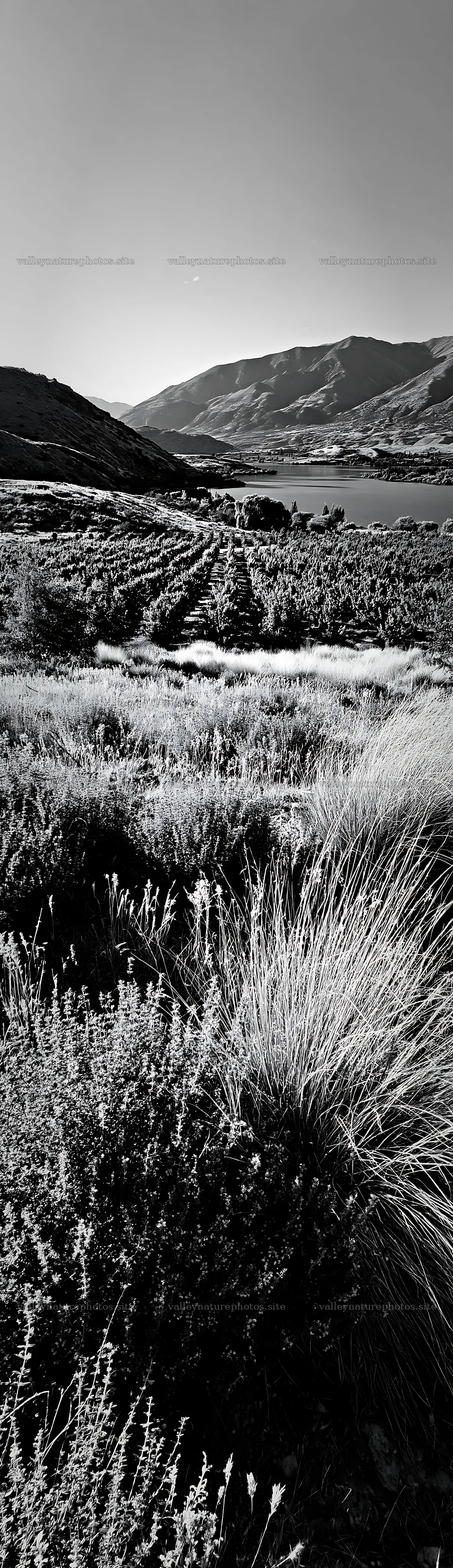 Lakeside orchard meadow with mountains and water in black and white – nature photography 4268x14762