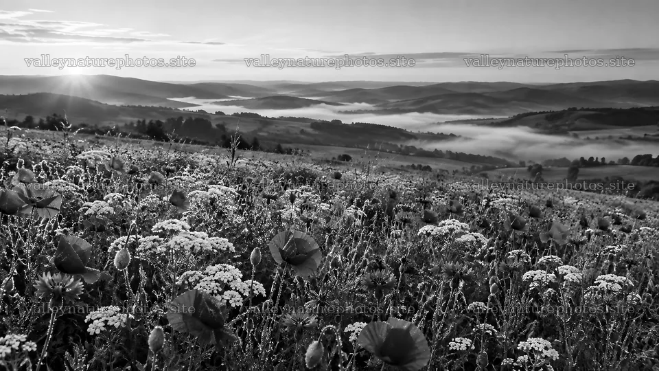 Wildflower Meadow and Misty Hills at Sunrise in Monochrome – nature photography 10324x5812