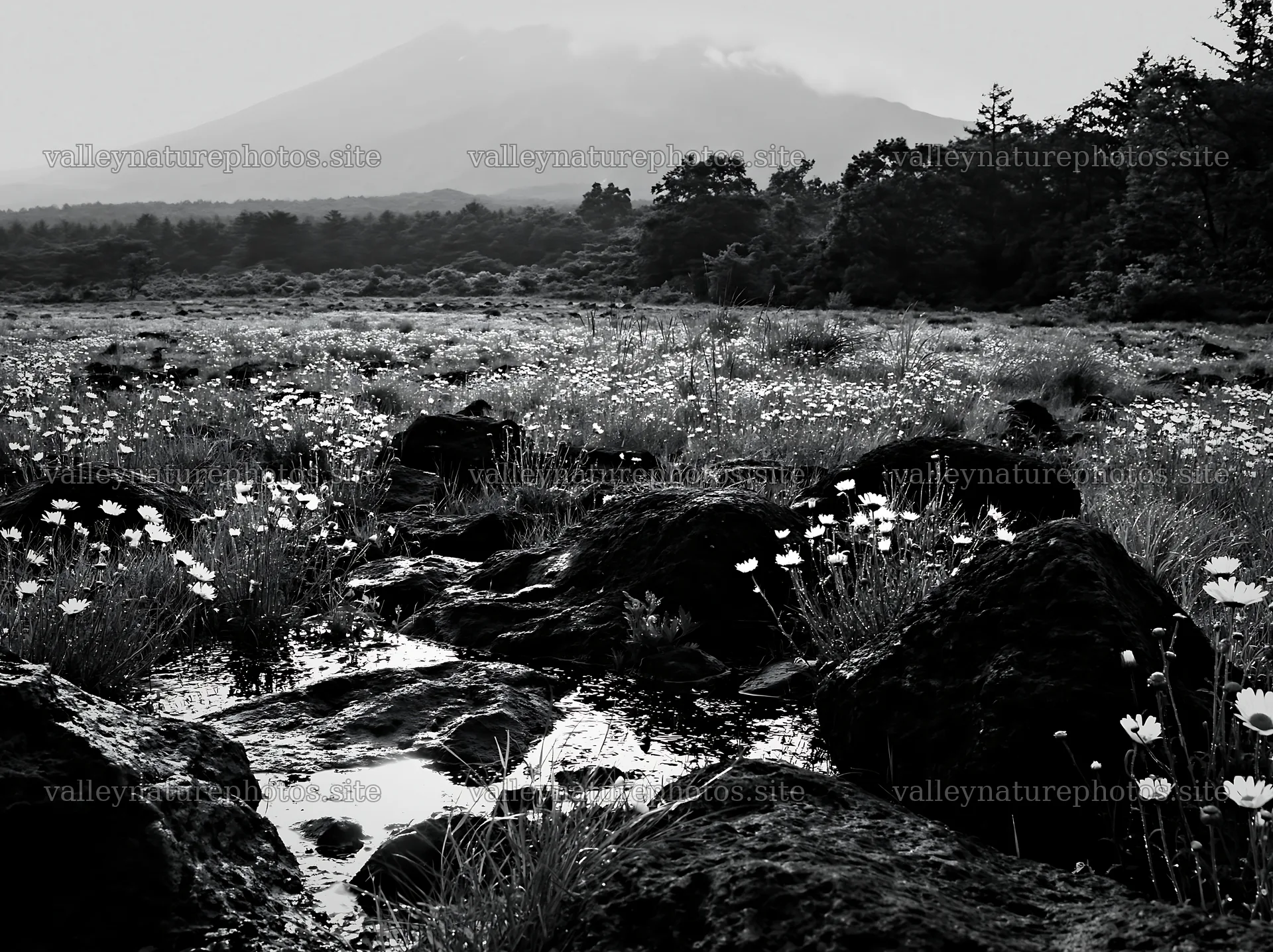Yamanashi regenerative meadow with basalt stones under cloudy sky – nature photography 9174x6866
