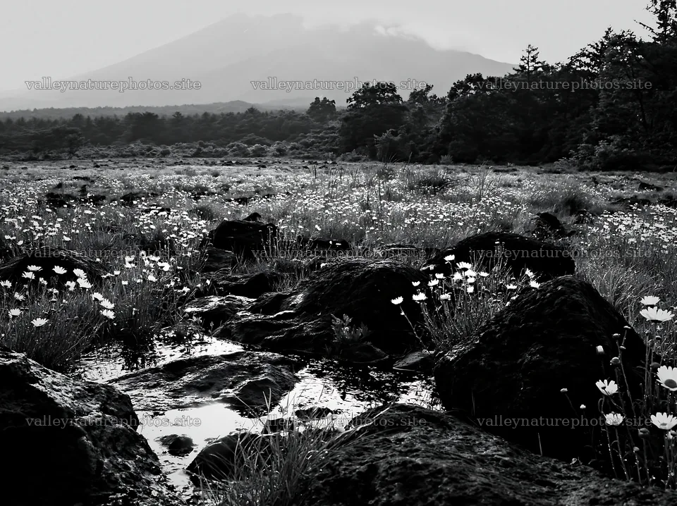Yamanashi regenerative meadow with basalt stones under cloudy sky – nature photography 9174x6866