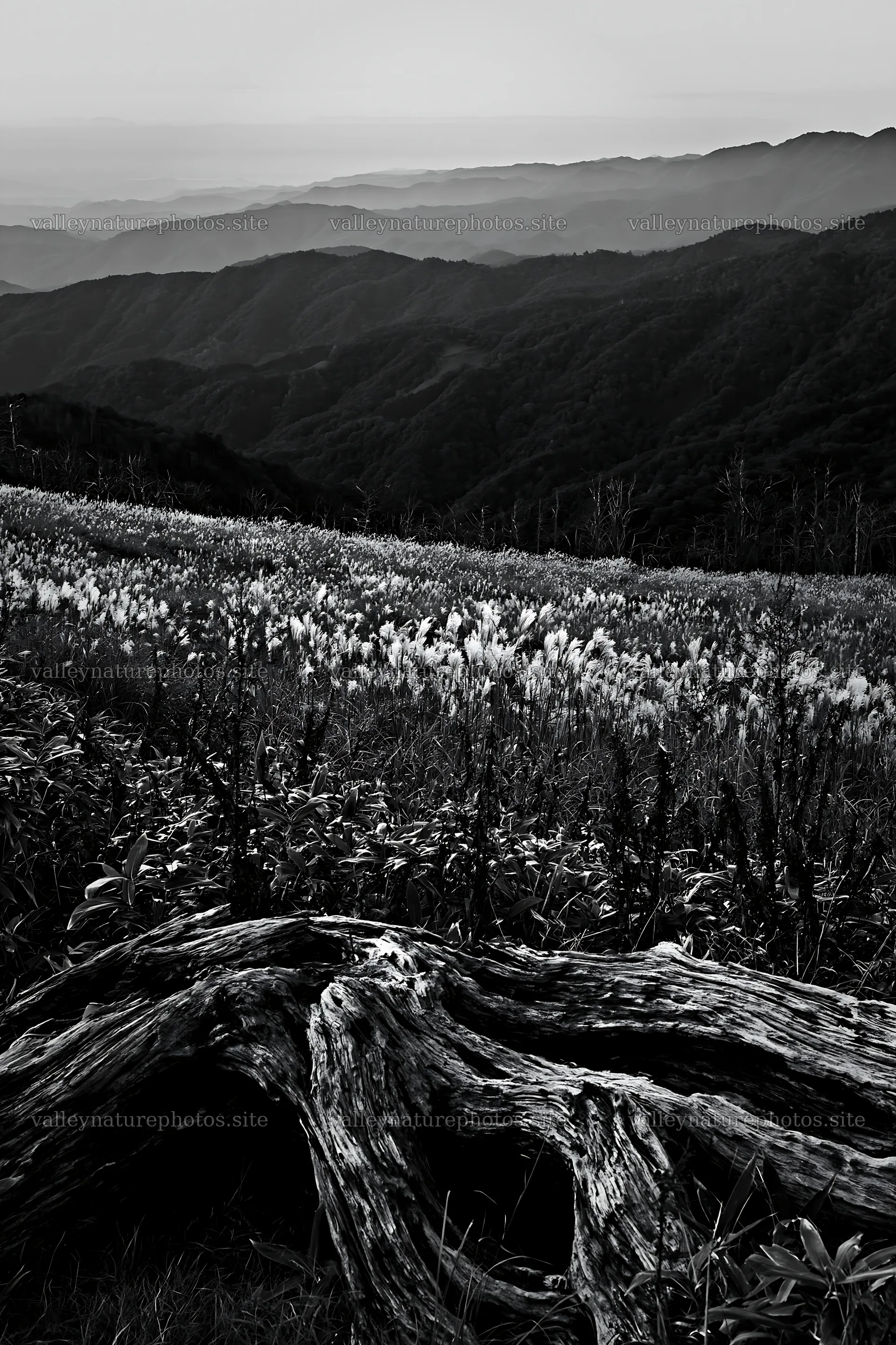Wakayama autumn meadow weathered wood foreground – nature photography 6480x9722